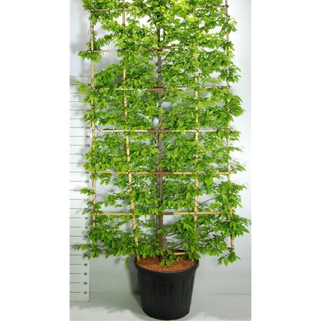 Avenbok – Carpinus betulus - C130 300 cm. Scherm